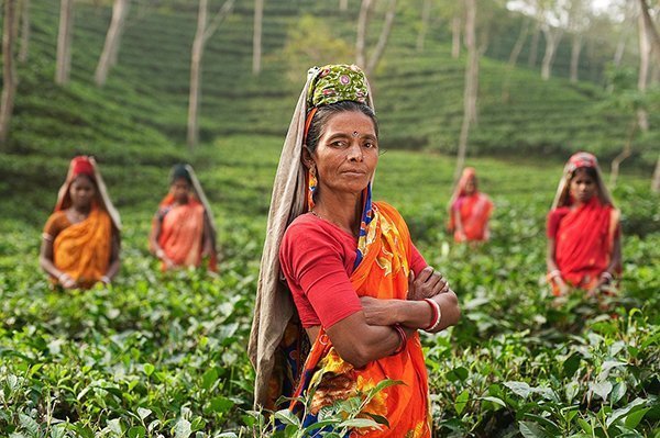 India Assam tea garden