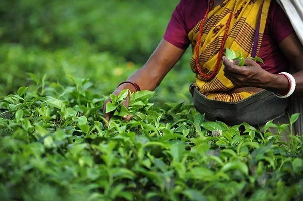 Sri Lanka farmer is picking Ceylon tea