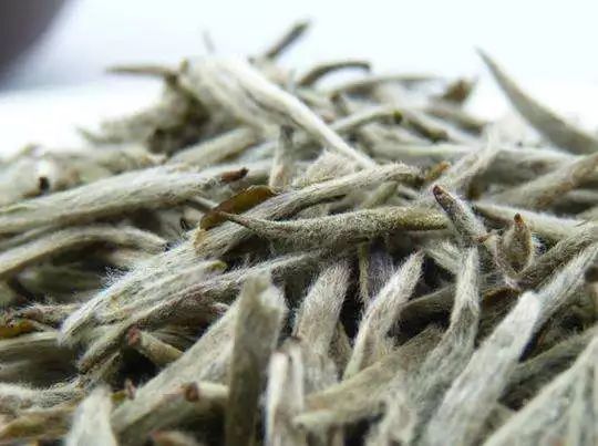 What Is The Fuzz On White Tea? It’s Where The Most Benefits In