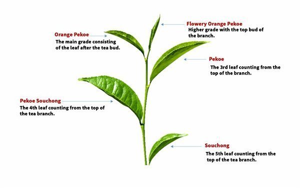 The different position of black tea leaves