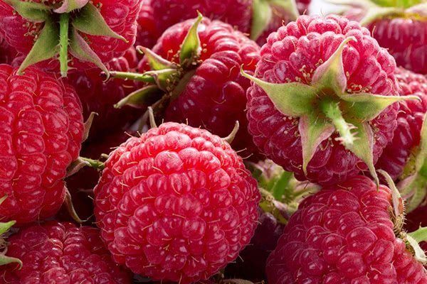 The fresh raspberry fruit