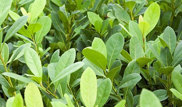 The yerba mate tea plant