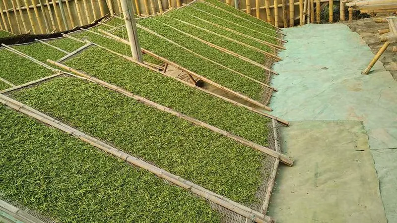 White tea withering processing