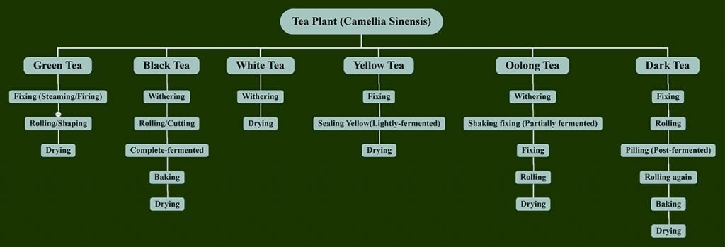 Processing methods of each type of tea