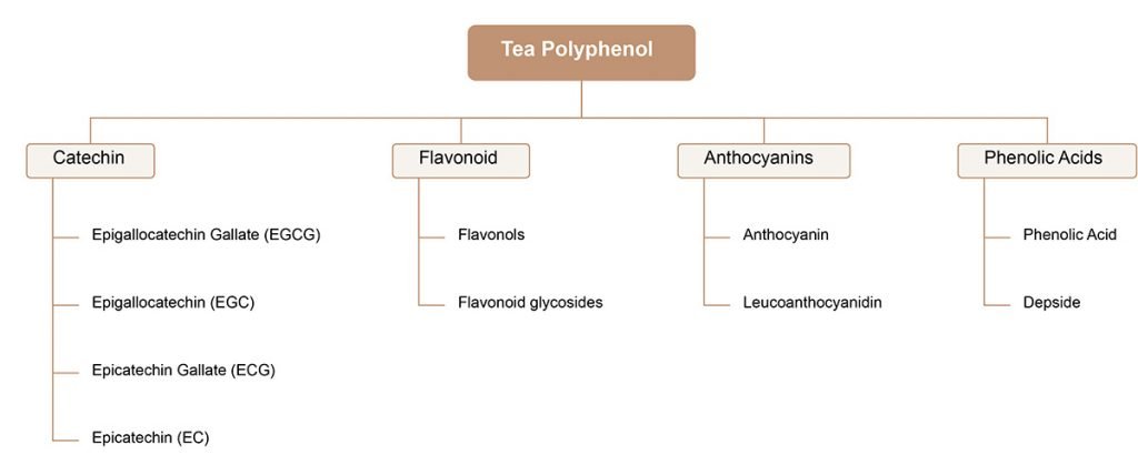 Tea polyphenols are composed of a variety of basic substances