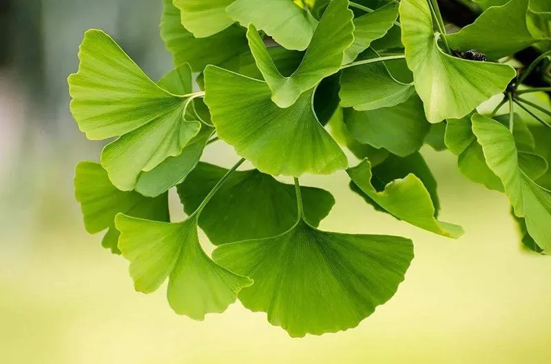 Ginkgo biloba tea has been used in Traditional Chinese Medicine for a long time