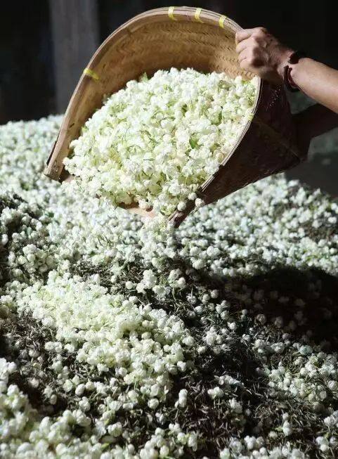 Tea master laying the jasmine flowers on the green tea