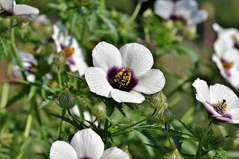 Marshmallow Flowers