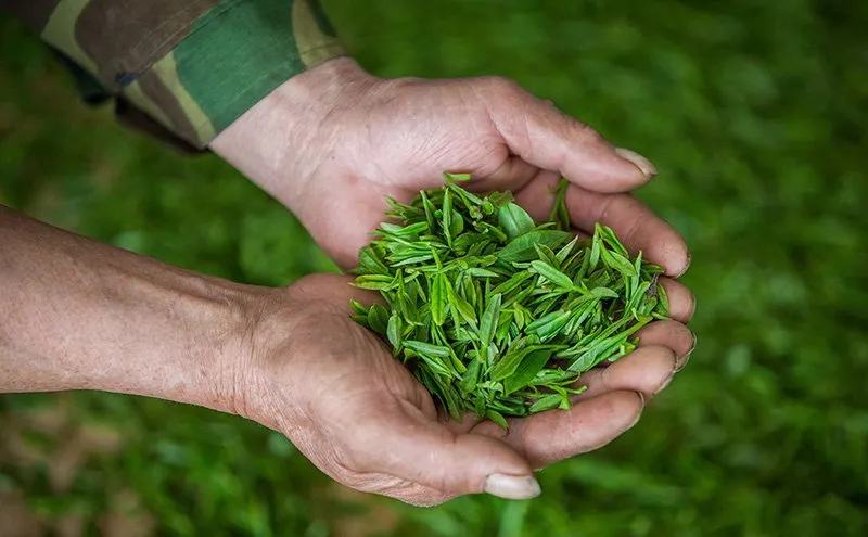 Longjing tea only use the most tender buds and leaves to make