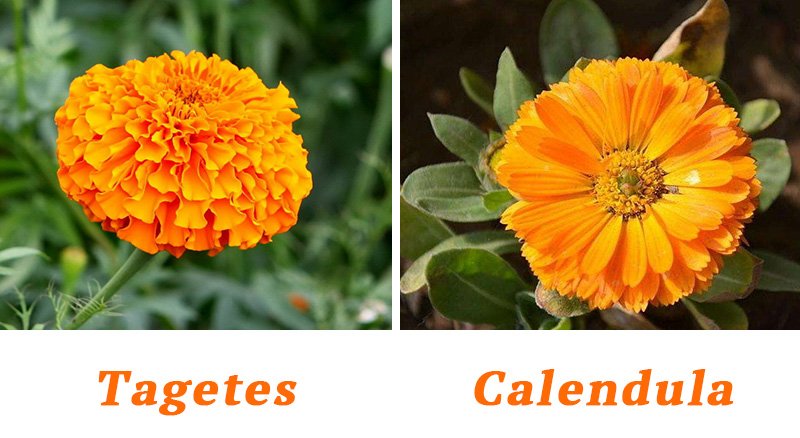 Tagetes and Calendula have a different look