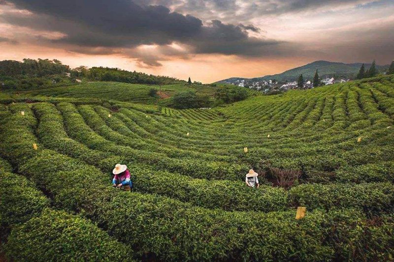 The Hangzhou people insist on picking the Longjing tea leaves in a handwork way