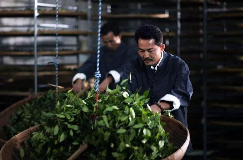 Tossing is an important job of Oolong tea processing
