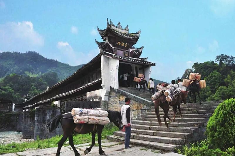Today some people still transport tea by horses in the Ancient Tea Horse Road