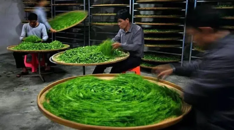 Oolong tea shaking processing