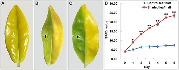 Picture from the research report