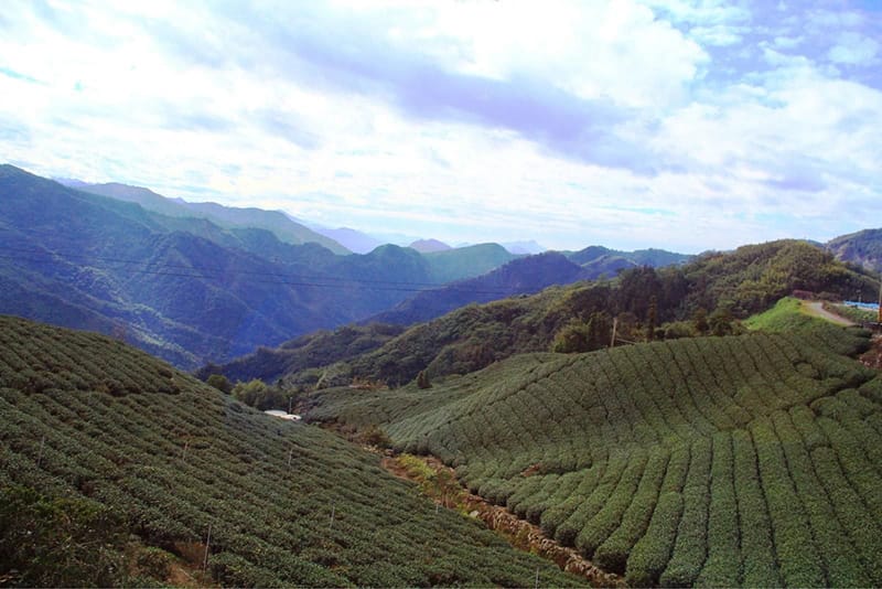 Taiwan tea plantation has a high-altitude advantage