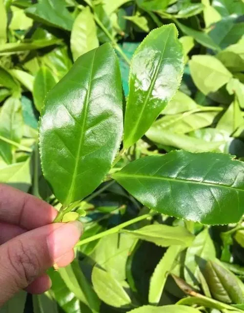 The Tieluohan tea tree's leaves