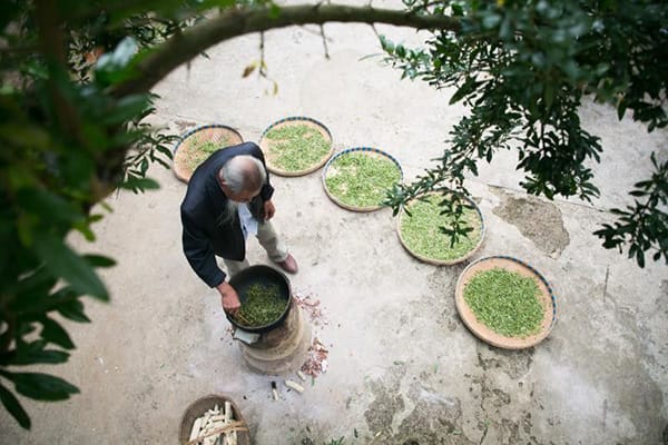 A lonely old tea master still stick to producing Haimagong tea