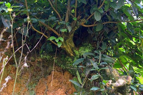 An ancient tea tree is still alive