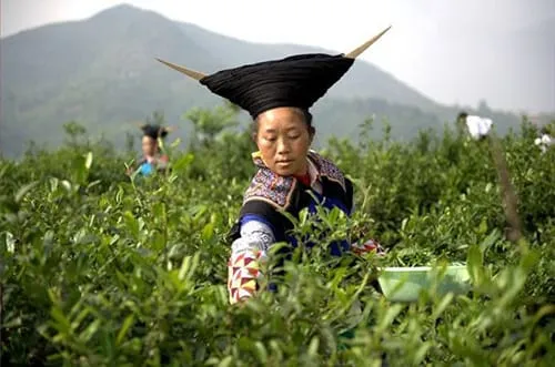 Yi People are picking tea leaves