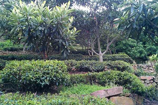 Biluochun tea trees and fruit trees are planting side by side