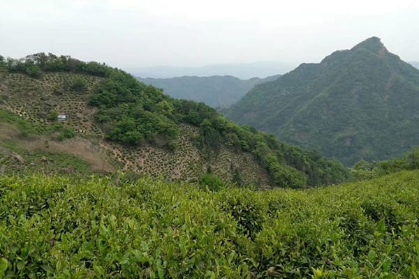 Lu'an Gua Pian tea's birthplace the Qiyun Mountain