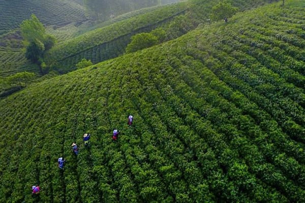 Tea planting is one of the primary industries in Henan