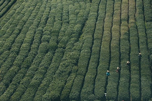 Many green tea plantations in China