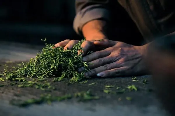 Tea master rolling leaves on a slate