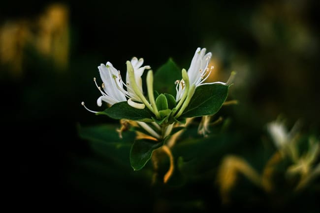 Honeysuckle is a traditional herb loved by lots of Chinese families