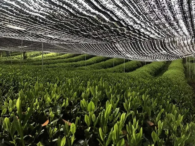 Top-grade tea will be covered for days before picking