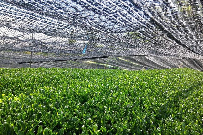 The shaded tea plantation in Japan