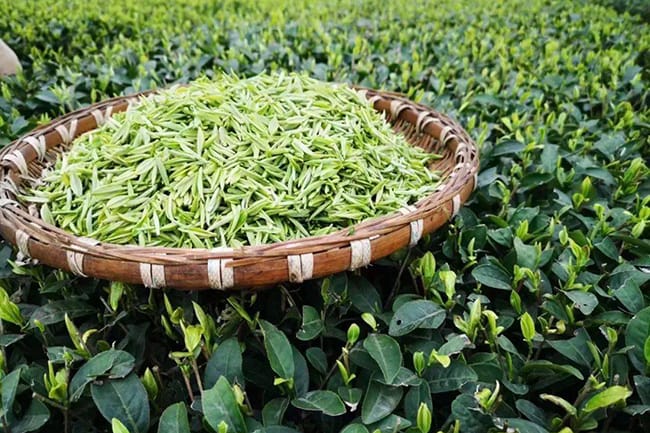 Mengding Ganlu tea only pick the one bud and the first leaf in spring