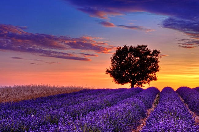 The romantic and beautiful lavender field