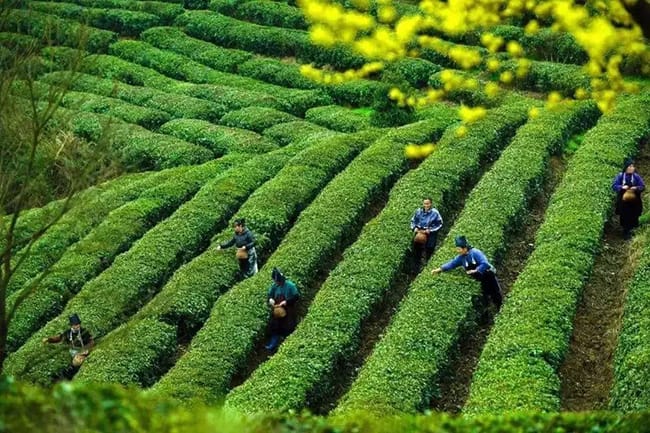 Farmers harvesting leaves in tea-producing countries