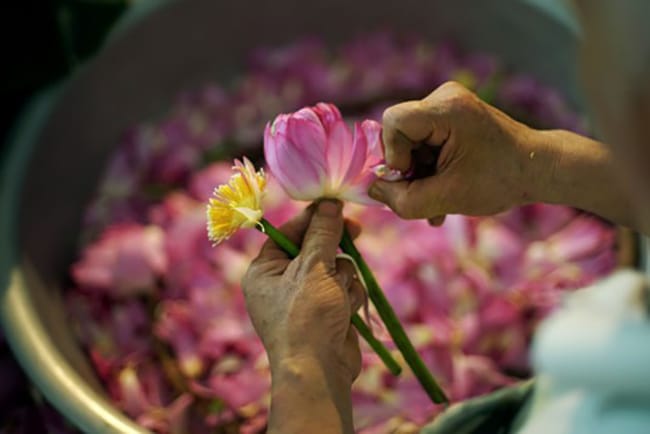 The Vietnamese lotus tea is scented with lotus petals.