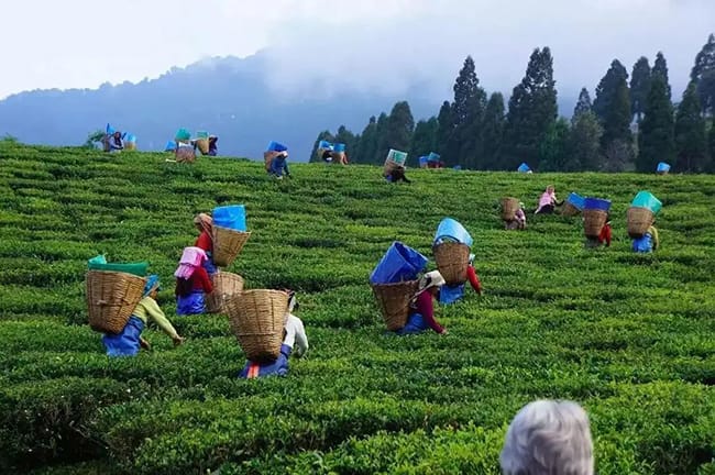 The tea industry is the main economic pillar of Sri Lanka