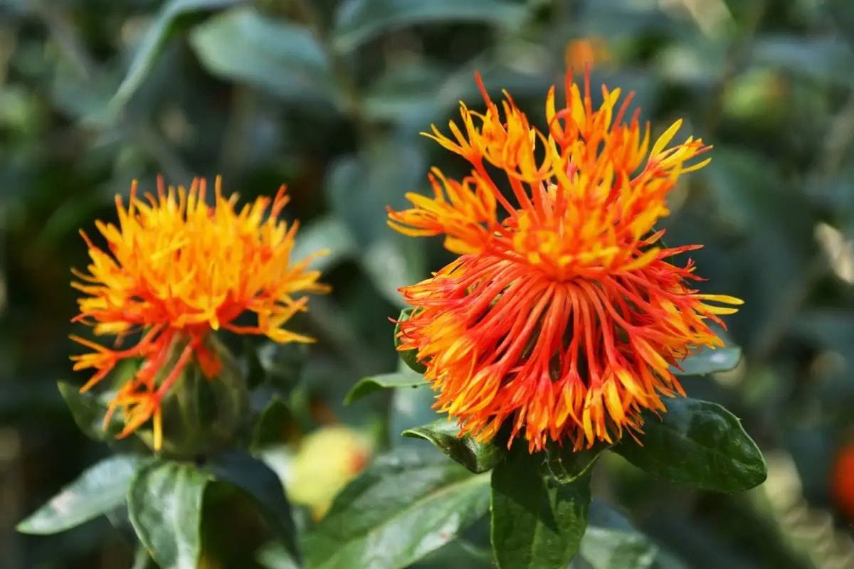 Safflower is a traditional TCM herbs