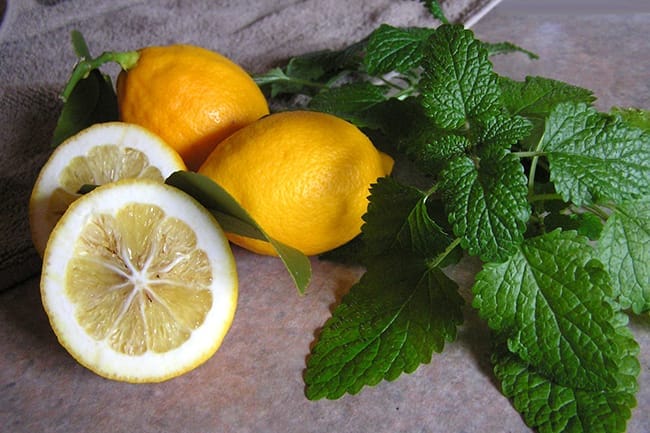 Lemon balm is full of natural lemon aroma